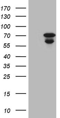 GM CSF Antibody