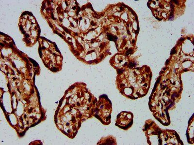 GNA12 Antibody