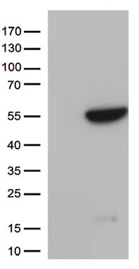 GNAL Antibody