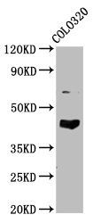 GNAL Antibody