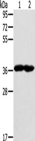 GNAT3 Antibody