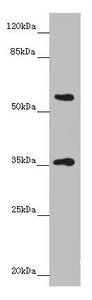 GNB1L Antibody