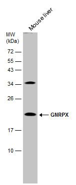 GNRPX Rabbit Polyclonal Antibody