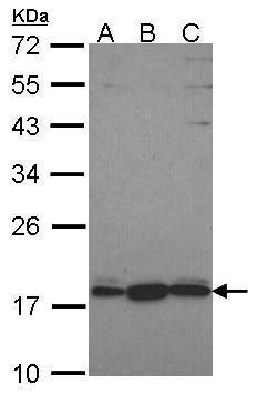 GNRPX Rabbit Polyclonal Antibody