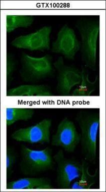 GOLGA3 Rabbit Polyclonal Antibody