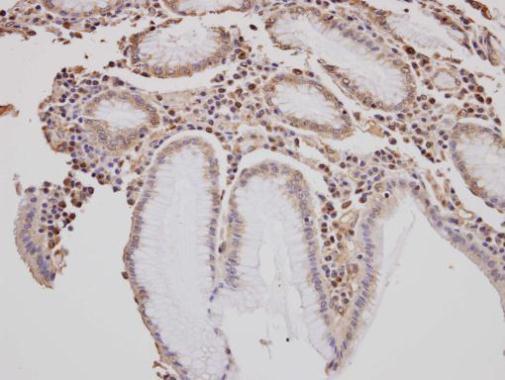 GOLGA3 Rabbit Polyclonal Antibody