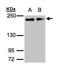 GOLGA3 Rabbit Polyclonal Antibody