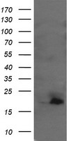 GOLM1 Antibody