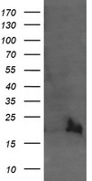 GOLM1 Antibody
