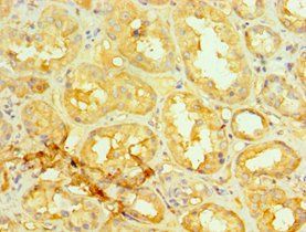 GORASP1 Antibody