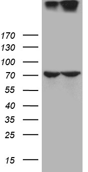 NUP210 Antibody