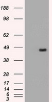 GP210 Antibody