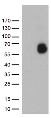 GPC1 Antibody