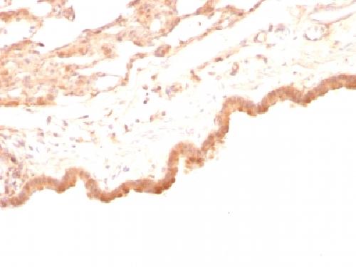 GPC3 Antibody