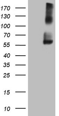 GPNMB Antibody