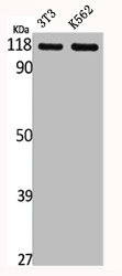 ADGRF1 Antibody