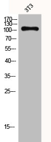 ADGRF1 Antibody