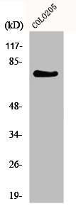 ADGRF4 Antibody