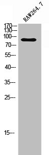 ADGRF4 Antibody