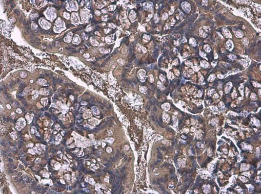 free fatty acid receptor 4 Antibody