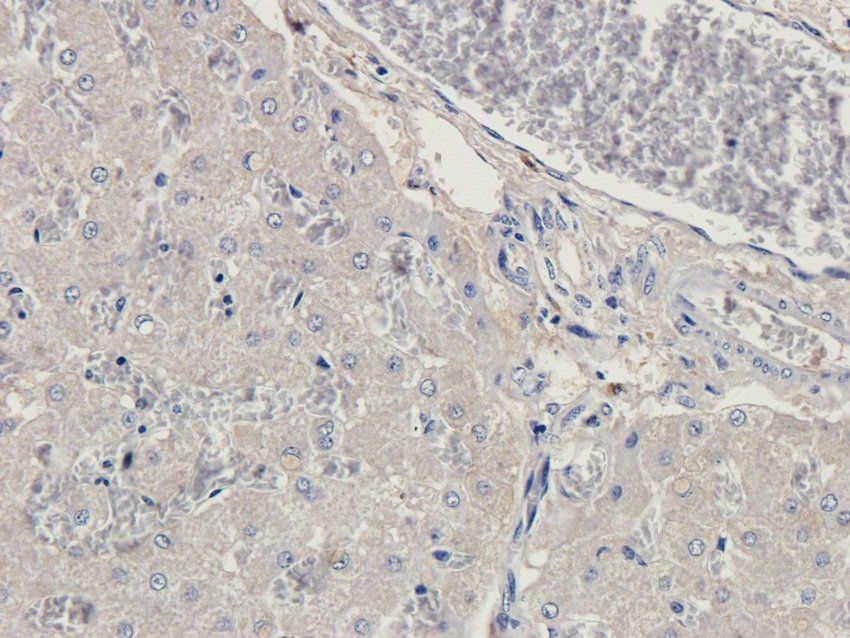 GPR133 Rabbit Polyclonal Antibody