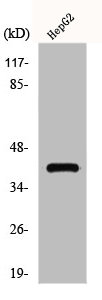 GPR15 Antibody