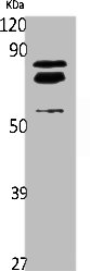 GPR152 Antibody