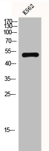 GPR152 Antibody