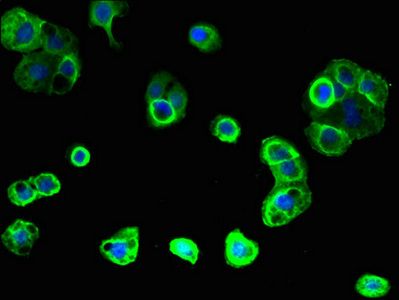 GPR176 Antibody