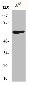 GPR50 Antibody