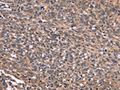 GPR65 Antibody