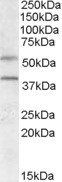 GPR81/FKSG80 Antibody
