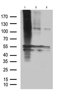 GPR83 Antibody