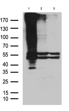 GPR83 Antibody