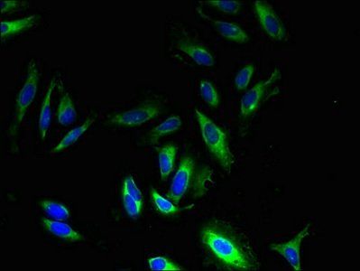GPR83 Antibody