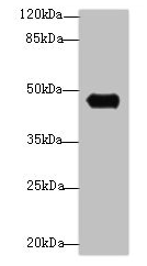 GPR83 Antibody