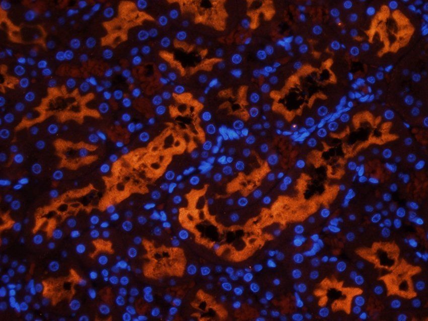 GPRC6A Rabbit Polyclonal Antibody