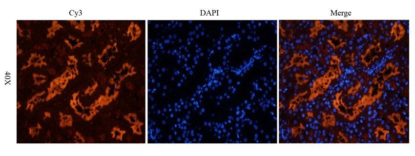 GPRC6A Rabbit Polyclonal Antibody
