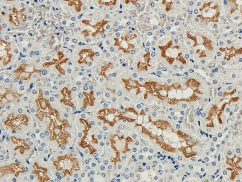 GPRC6A Rabbit Polyclonal Antibody