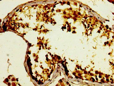 GPRC6A Antibody