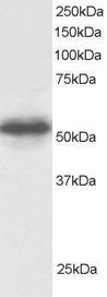 GPS1/COPS1 Antibody