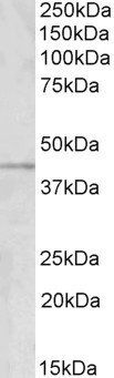 GRAMD3 Antibody