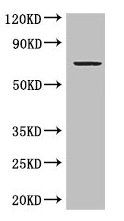 GRAMD4 Antibody