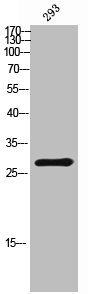 GRAP Antibody