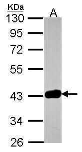 GRAP2 antibody