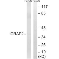 GRAP2 Antibody