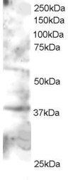 GRAP2/GRID/Grf40 Antibody