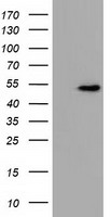 GRIPAP1 Antibody