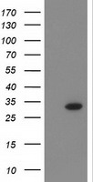 GORASP1 Antibody