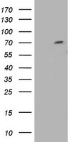 GORASP1 Antibody